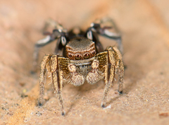Habronattus schlingeri