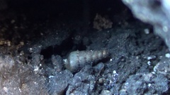 Papillifera papillaris