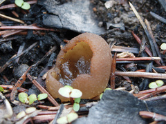 Peziza echinospora