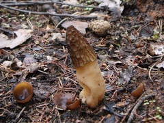Peziza echinospora