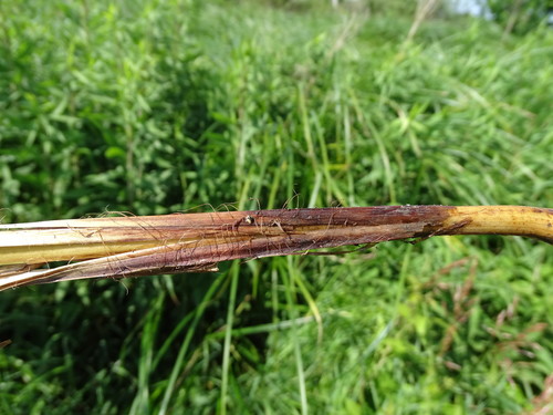 Image of Carex buekii by (c) Grzegorz Grzejszczak, some rights reserved (CC BY-SA)