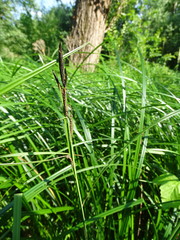 Carex buekii