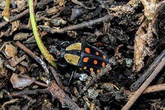 Mecynorhina passerinii