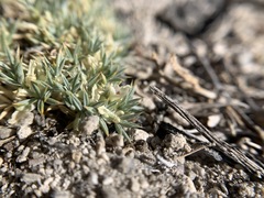 Astragalus kentrophyta ungulatus