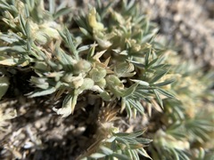 Astragalus kentrophyta ungulatus