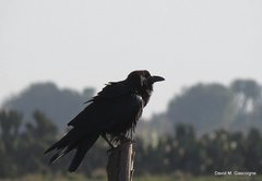 Corvus edithae