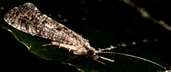 Hydropsyche betteni
