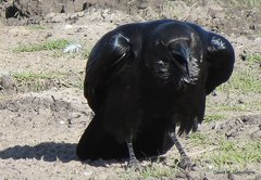 Corvus edithae