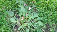 Rumex pulcher pulcher