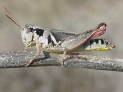 Melanoplus discolor