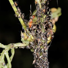 Metopeurum fuscoviride