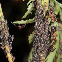 Metopeurum fuscoviride