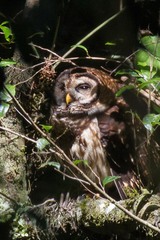 Strix fulvescens