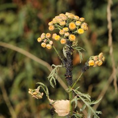 Metopeurum fuscoviride