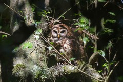Strix fulvescens