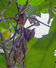 Megascops guatemalae