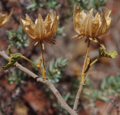 Hibiscus burtonii