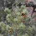 Pinus monophylla fallax - Photo (c) Rachel Stringham, algunos derechos reservados (CC BY), subido por Rachel Stringham