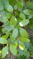 Allophylus natalensis