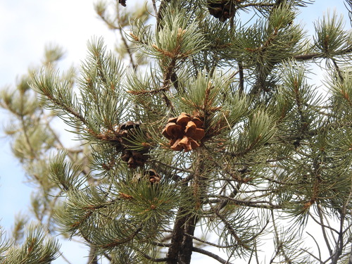 Arizona Singleleaf Pinyon