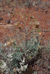 Hibiscus burtonii