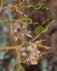Hibiscus burtonii
