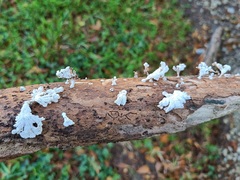 Schizophyllum commune
