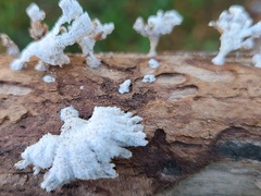 Schizophyllum commune
