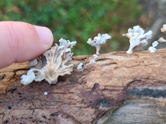Schizophyllum commune