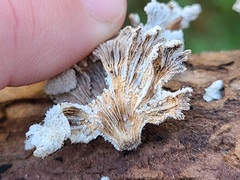 Schizophyllum commune