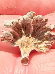 Schizophyllum commune