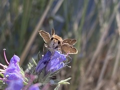 Lerodea eufala concepcionis