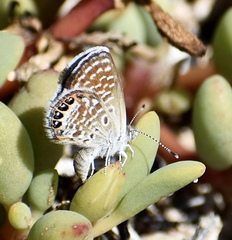 Brephidium exilis isophthalma