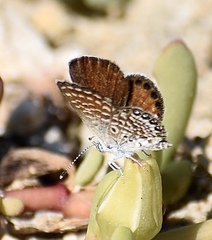 Brephidium exilis isophthalma