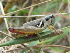 Melanoplus discolor