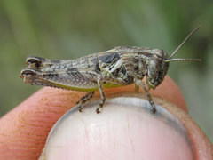 Melanoplus discolor