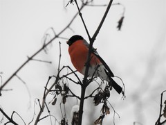 Pyrrhula pyrrhula
