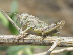 Melanoplus discolor