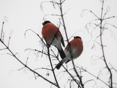 Pyrrhula pyrrhula
