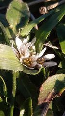 Allium chamaemoly chamaemoly