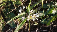 Allium chamaemoly chamaemoly