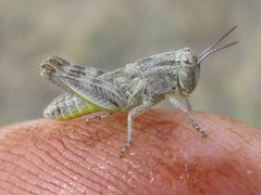 Melanoplus discolor