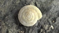 Caracollina lenticula