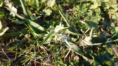 Allium chamaemoly chamaemoly
