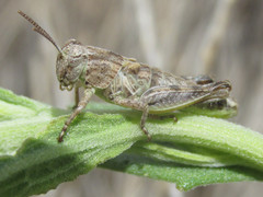 Melanoplus discolor