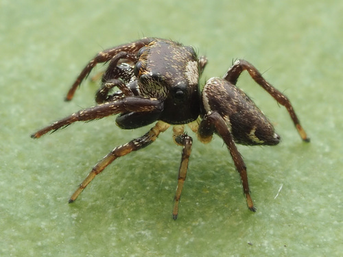 Zygoballus suavis
