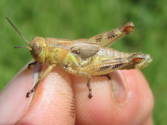 Melanoplus discolor