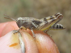 Melanoplus discolor