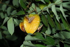 Ercheia
