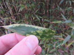 Stigmaeopsis celarius